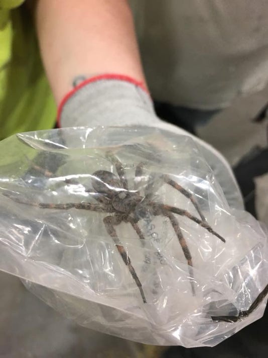 Giant spider caught in Indiana goes viral