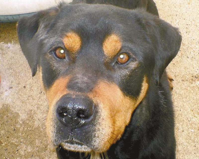 Rescued Rotties have some serious medical problems