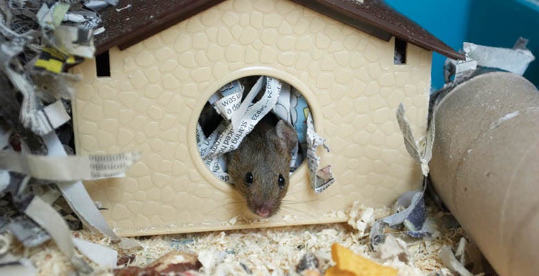 shredded paper for rats