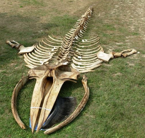 baleen whale skull