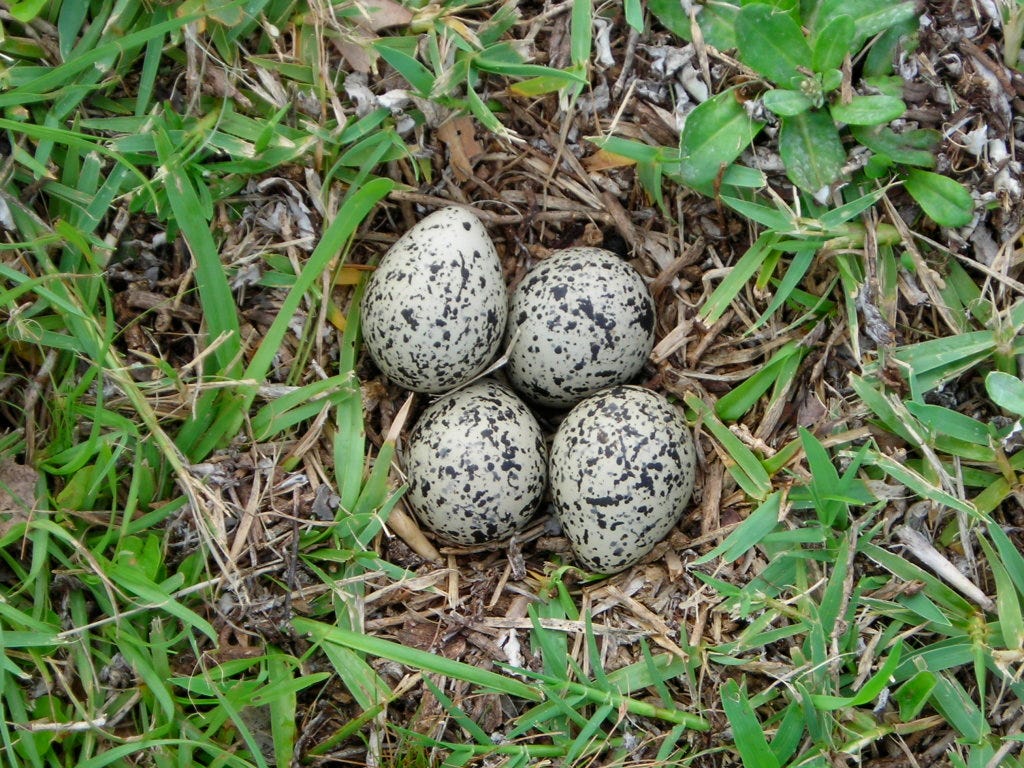 killdeer bird eggs