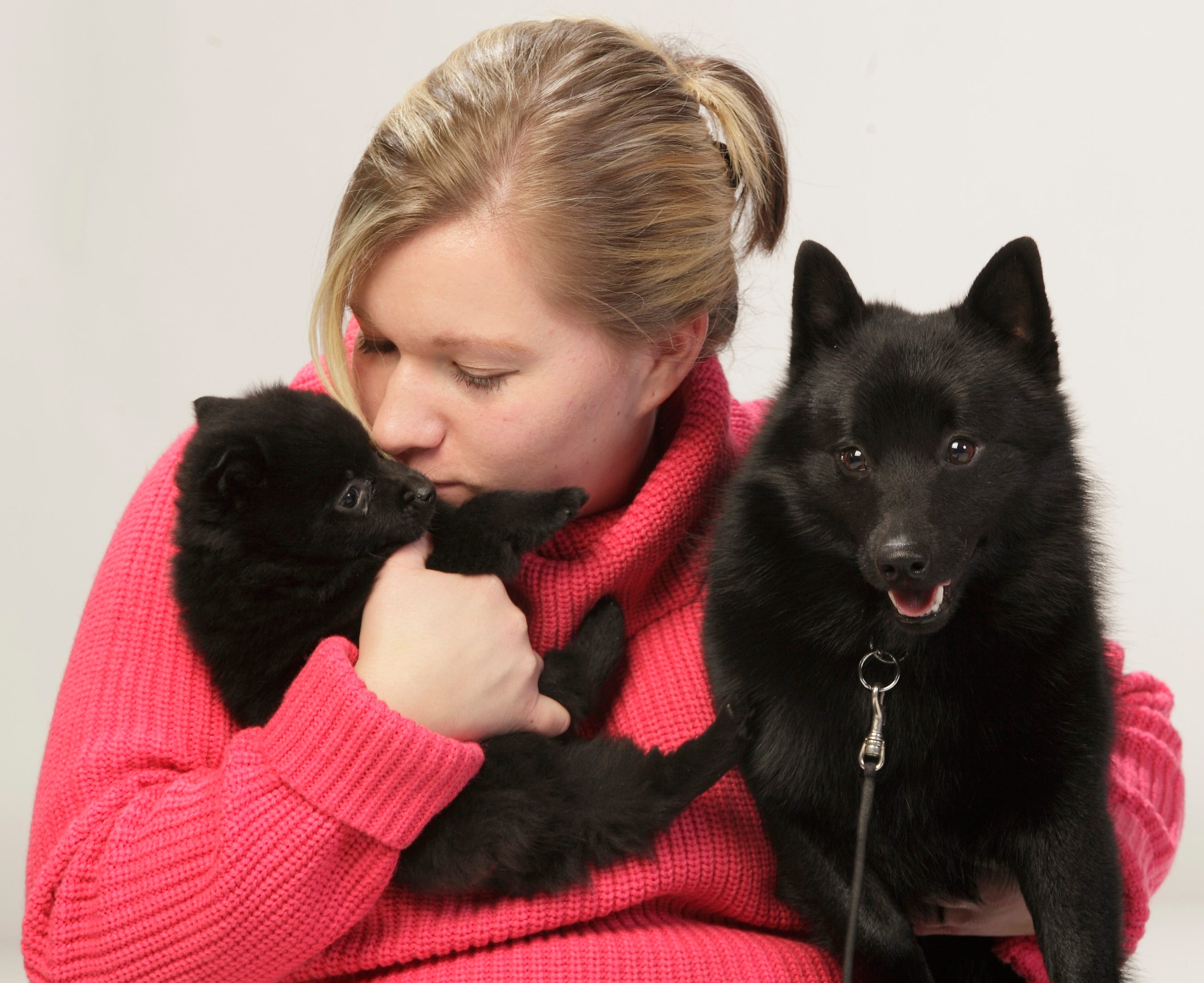 what happened to the schipperke at westminster dogshow