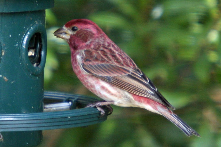 do house finches drink from hummingbird feeders