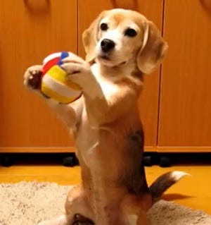 dog catches ball with paws