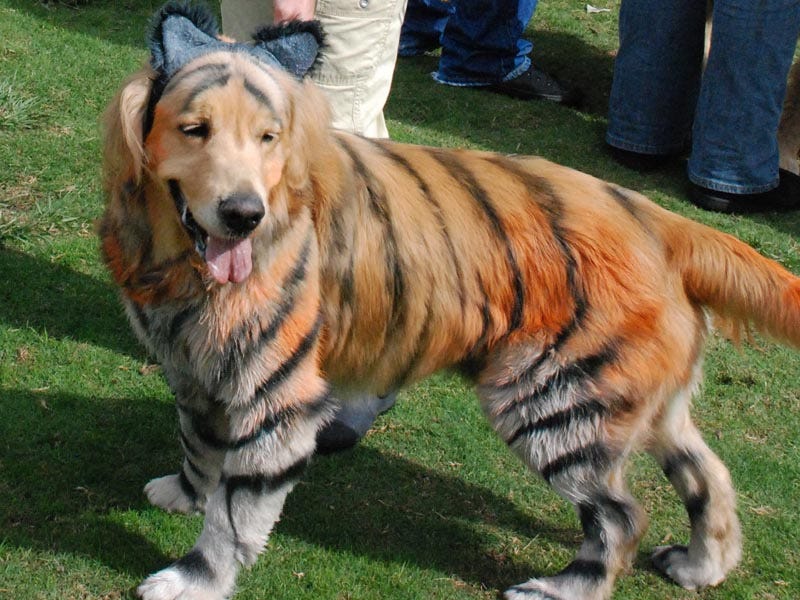 best costumes for golden retrievers