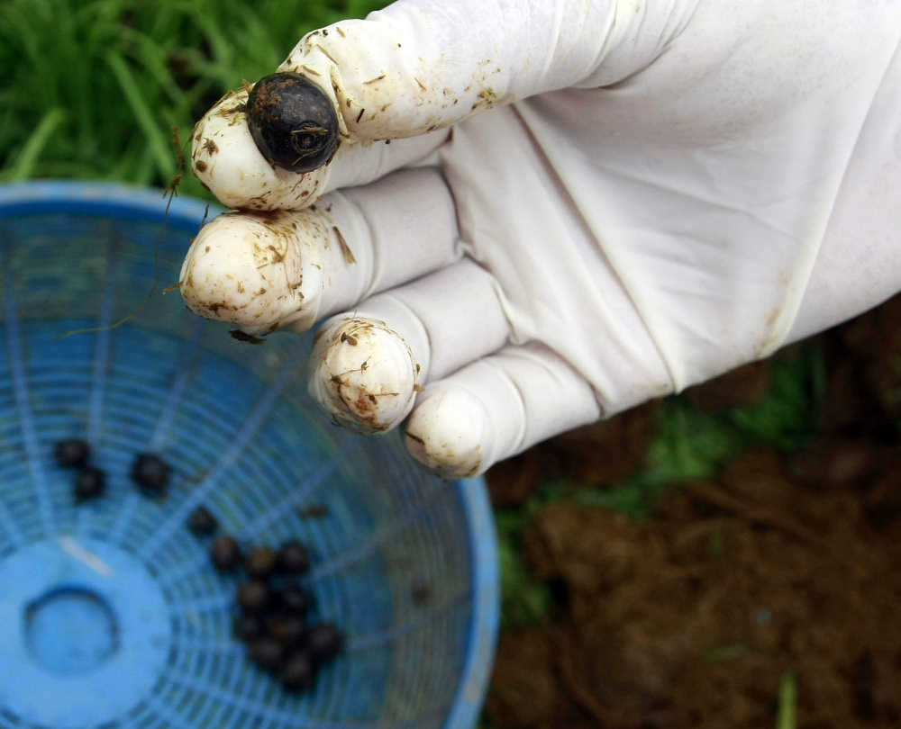 elephant poop coffee cost