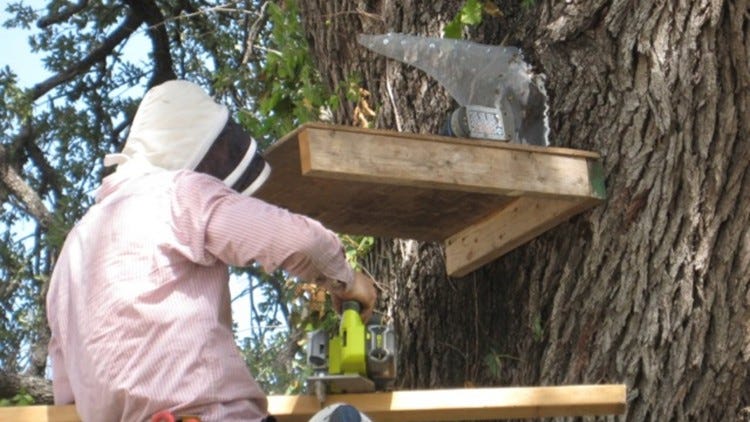 Trapper moving 30,000 bees from Southeast Austin oak tree