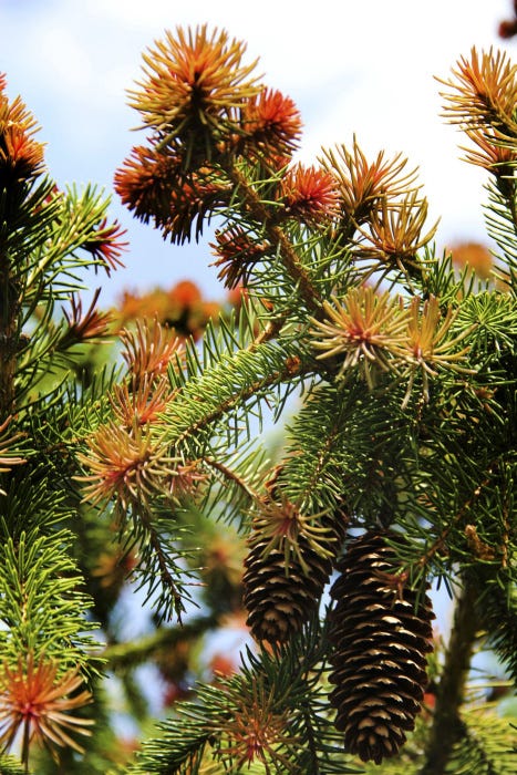 Plant Primer Red Tipped Norway Spruce