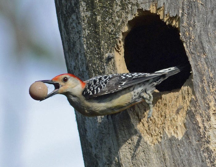 red bellied woodpecker eggs