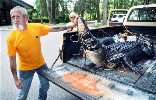 Big gator wanders out of Hilton Head surf