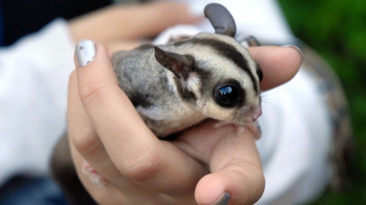 florida sugar glider