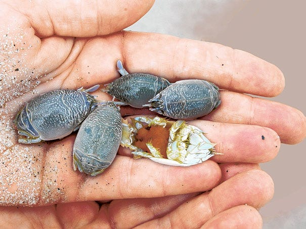 Mole Crabs Also Known As Sand Fleas Burrow Under Waves