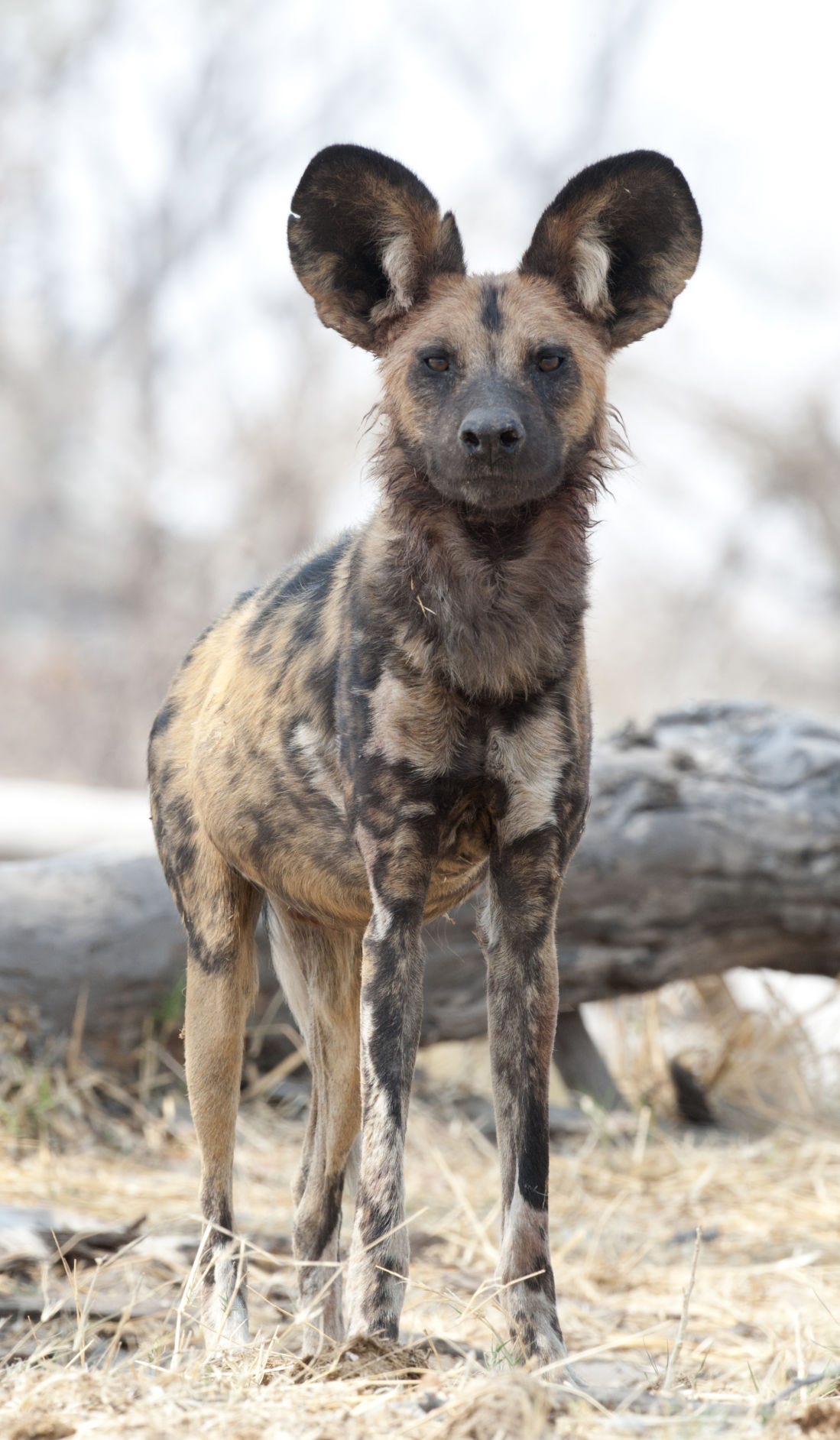 are hyenas members of the dog family