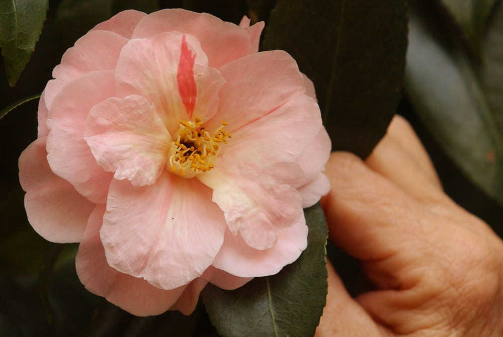 Low pest problems make camellias a pride of many gardens