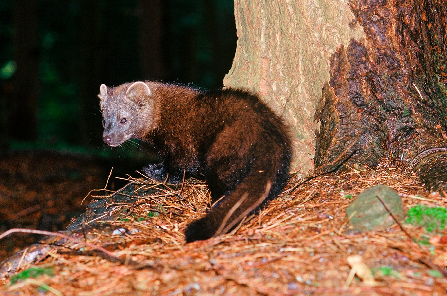 are fisher cats dangerous to dogs