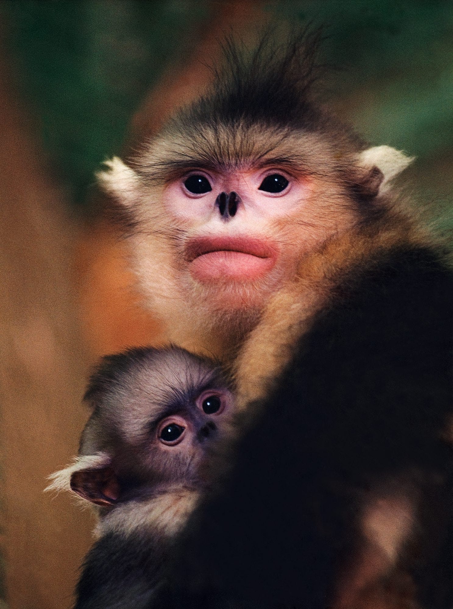 Himalayan Monkeys With Big Lips | Lipstutorial.org