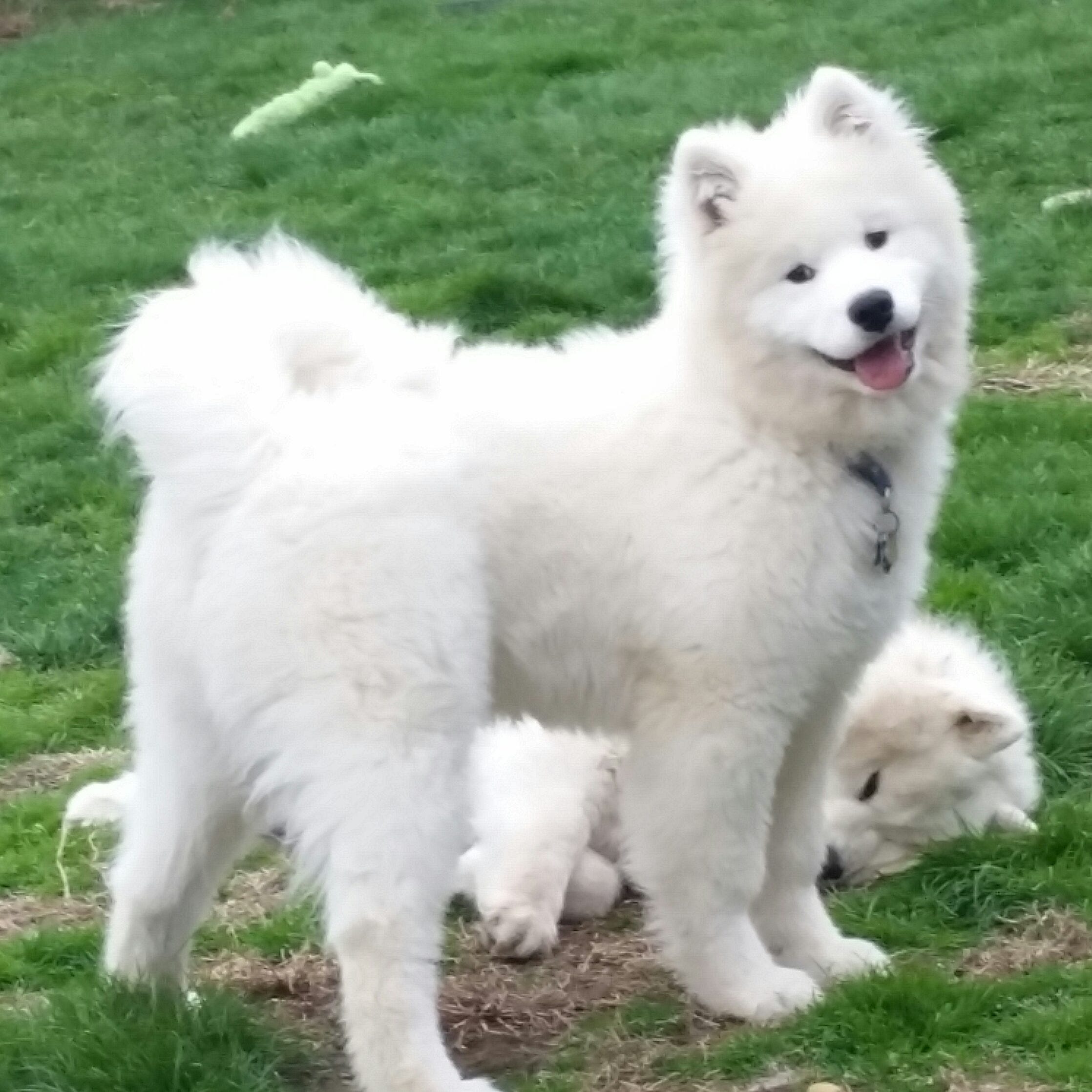 are samoyeds used as service dogs