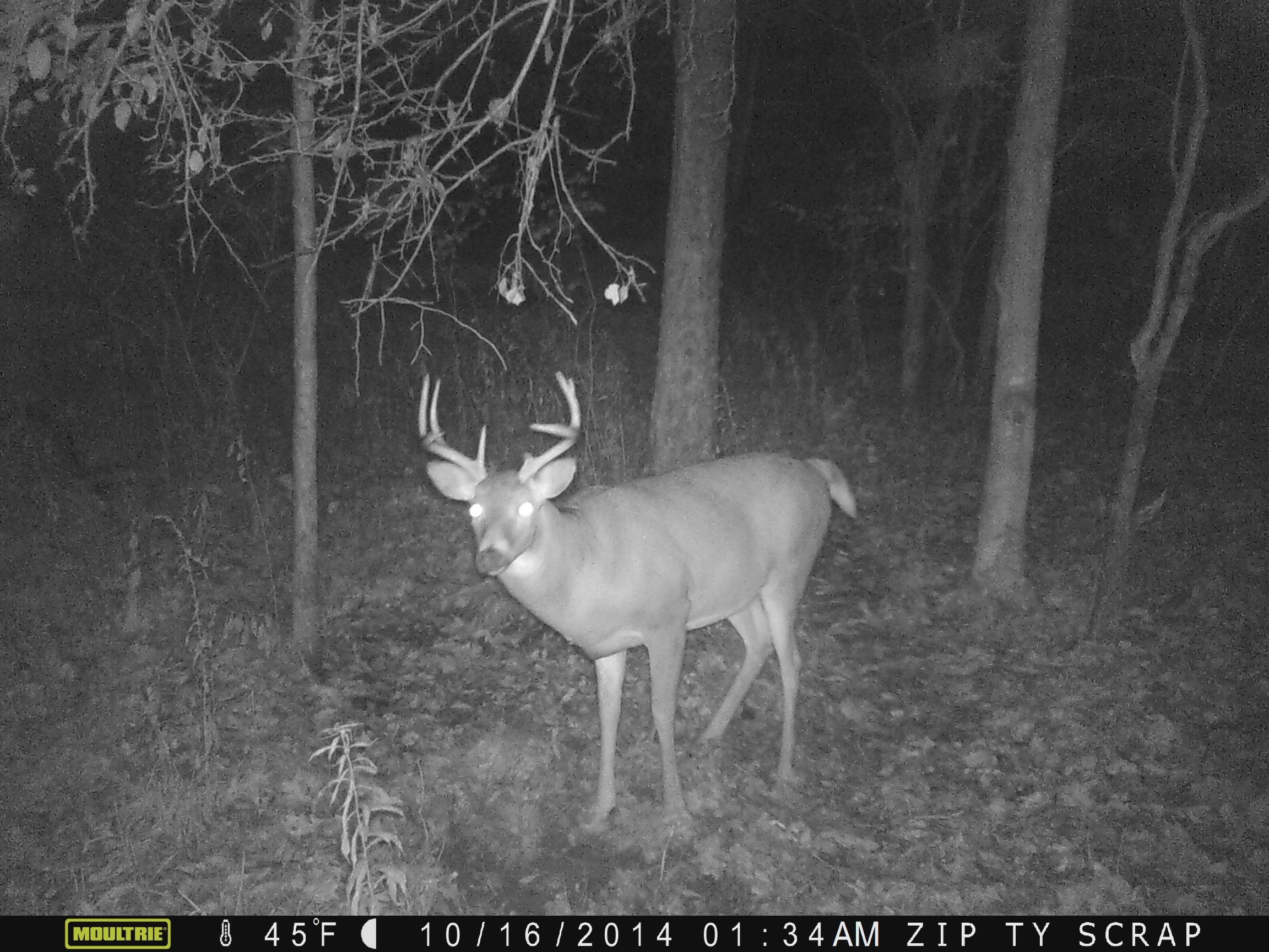 8 point buck on trail cam