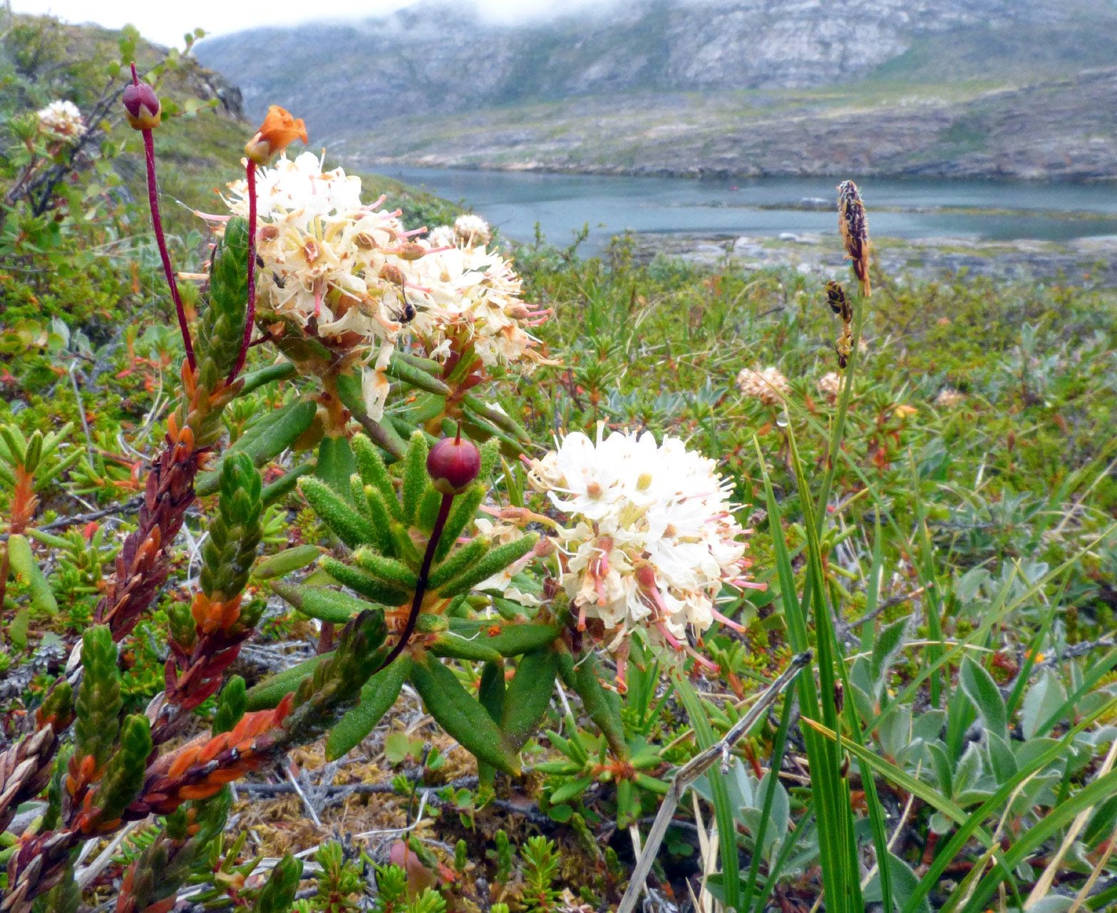 what eats bog labrador tea