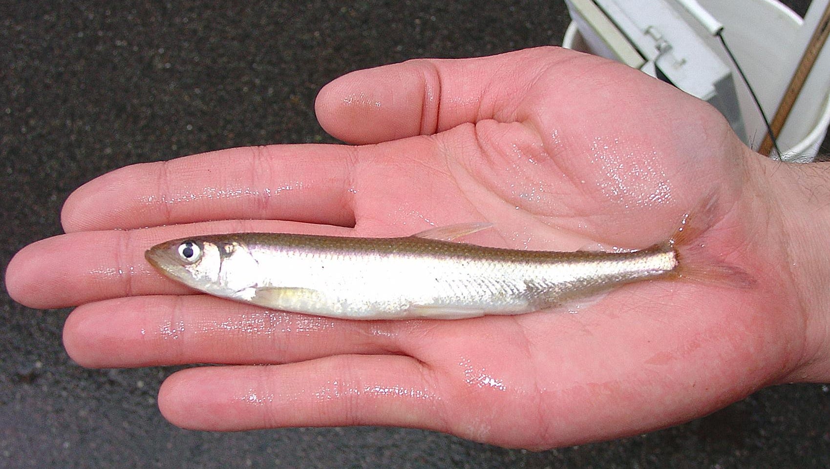 Kitchen Call Springtime is smelt season