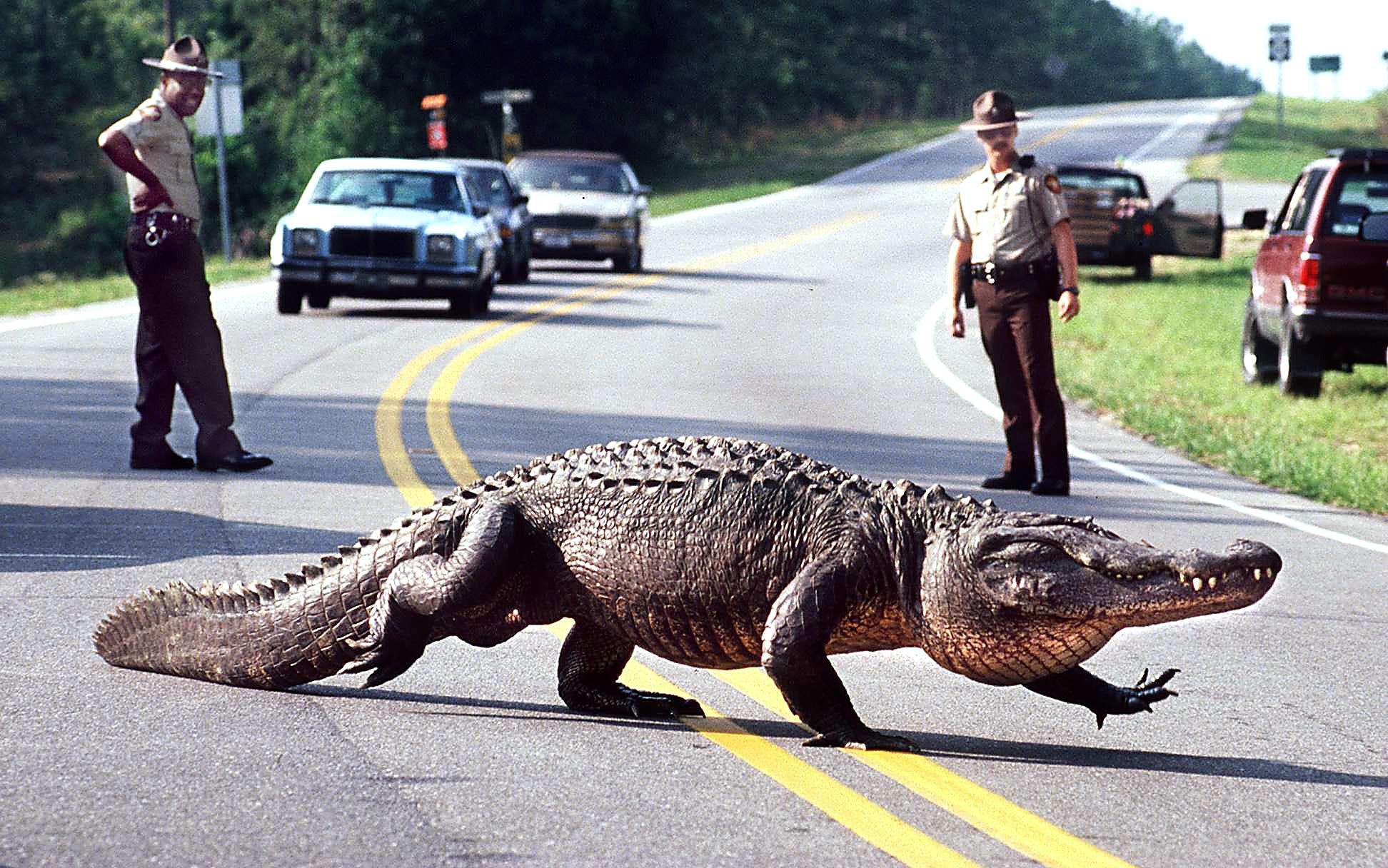 How To Stay Safe In Alligator Country   Ghows NC 079380a5 F418 466c 922e C58d272373f3 73e27f3b 