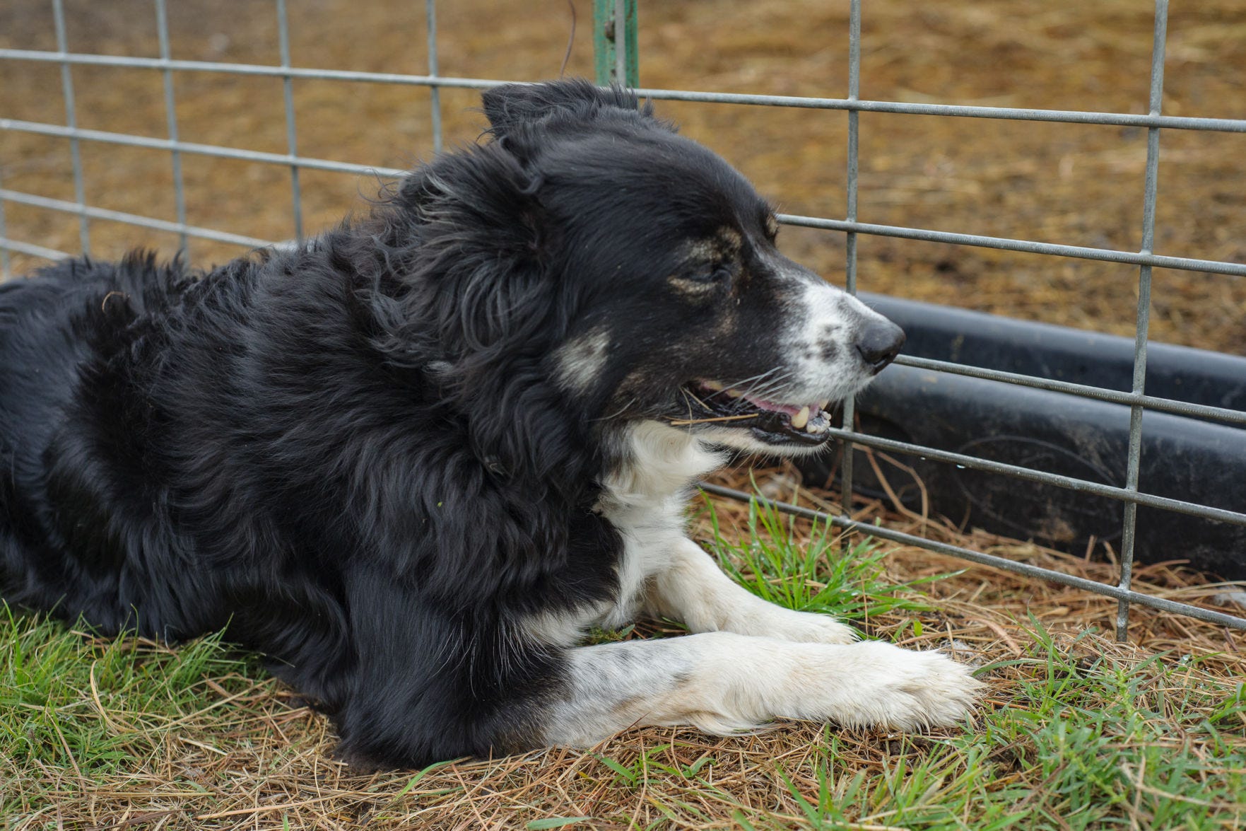 are border collies fence jumpers