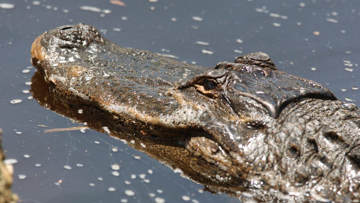 Read more about the article Living with alligators on the North Carolina coast and how to coexist