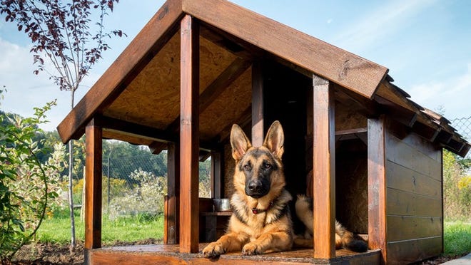 how big of a dog house do i need