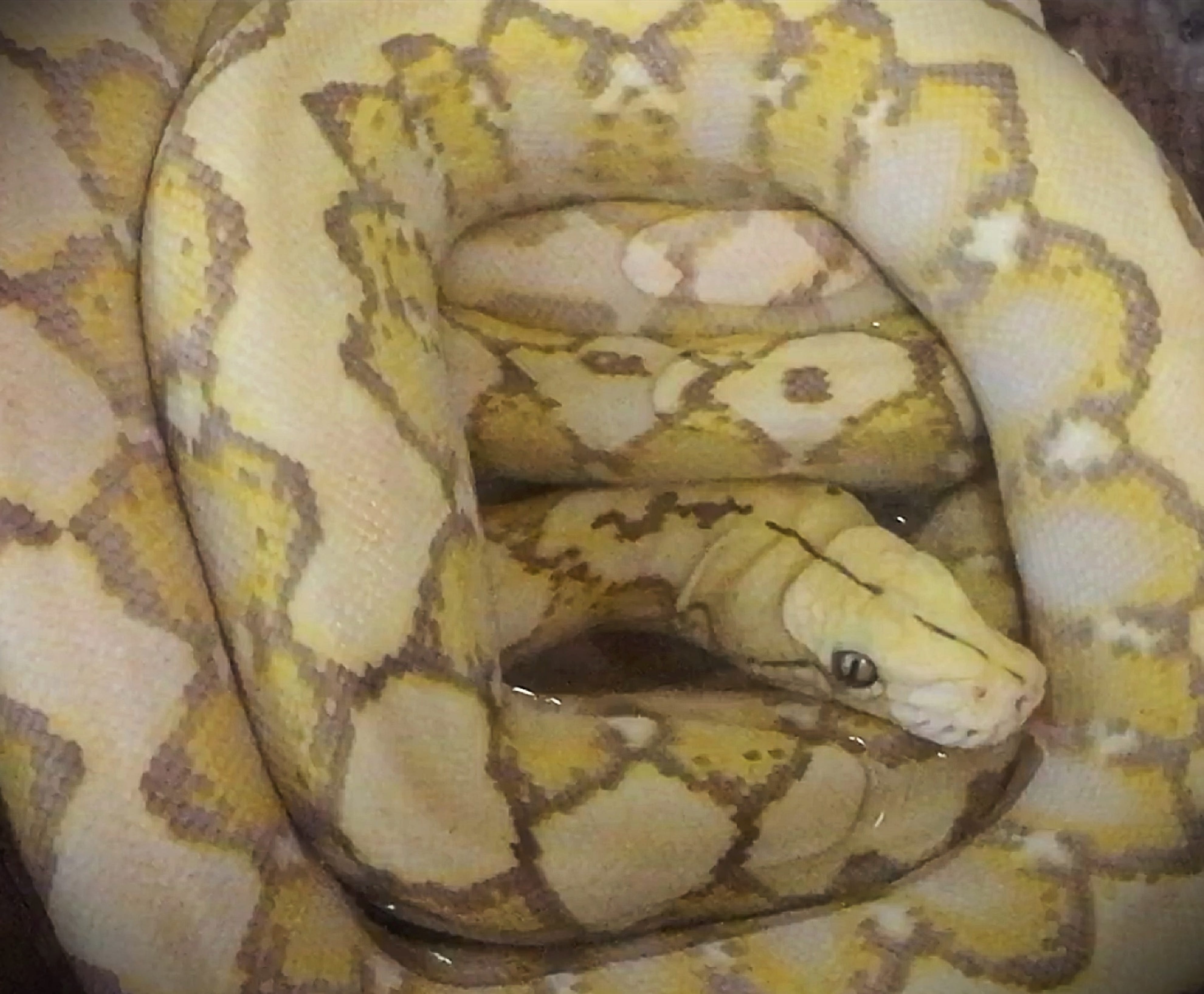 reticulated python full grown