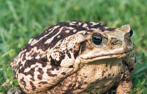 are frogs poisonous to cats and dogs