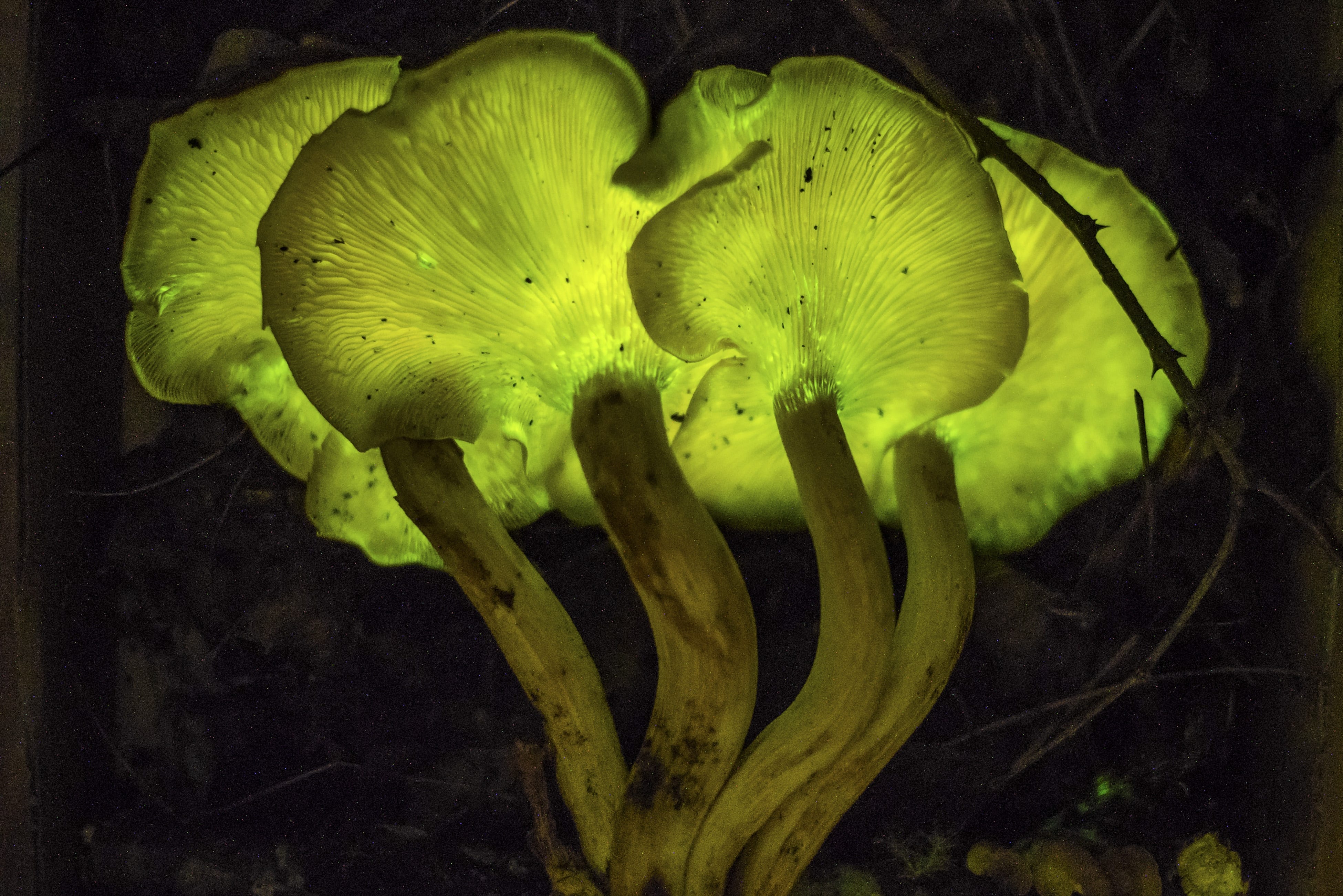 Glowing Shrooms