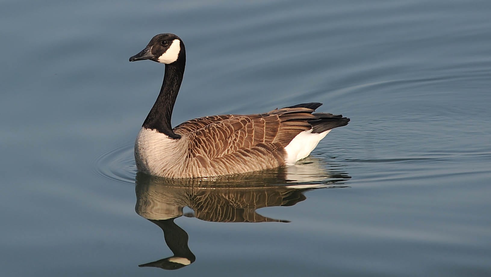 Pymatuning goose blind hunters have new application process
