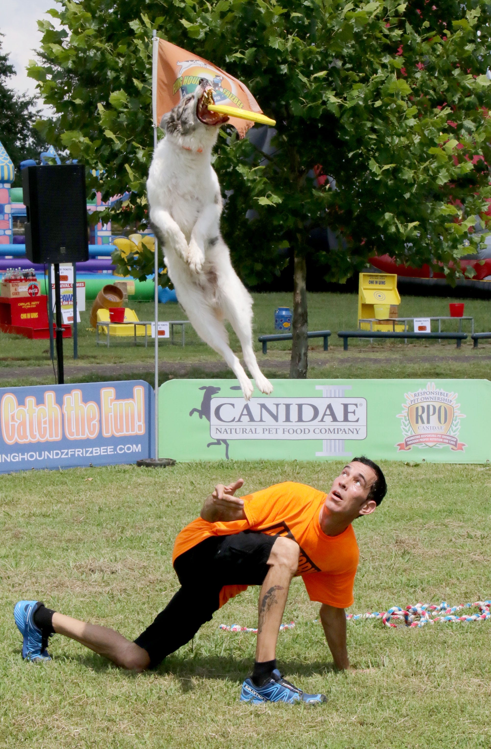 flying houndz frisbee dogs