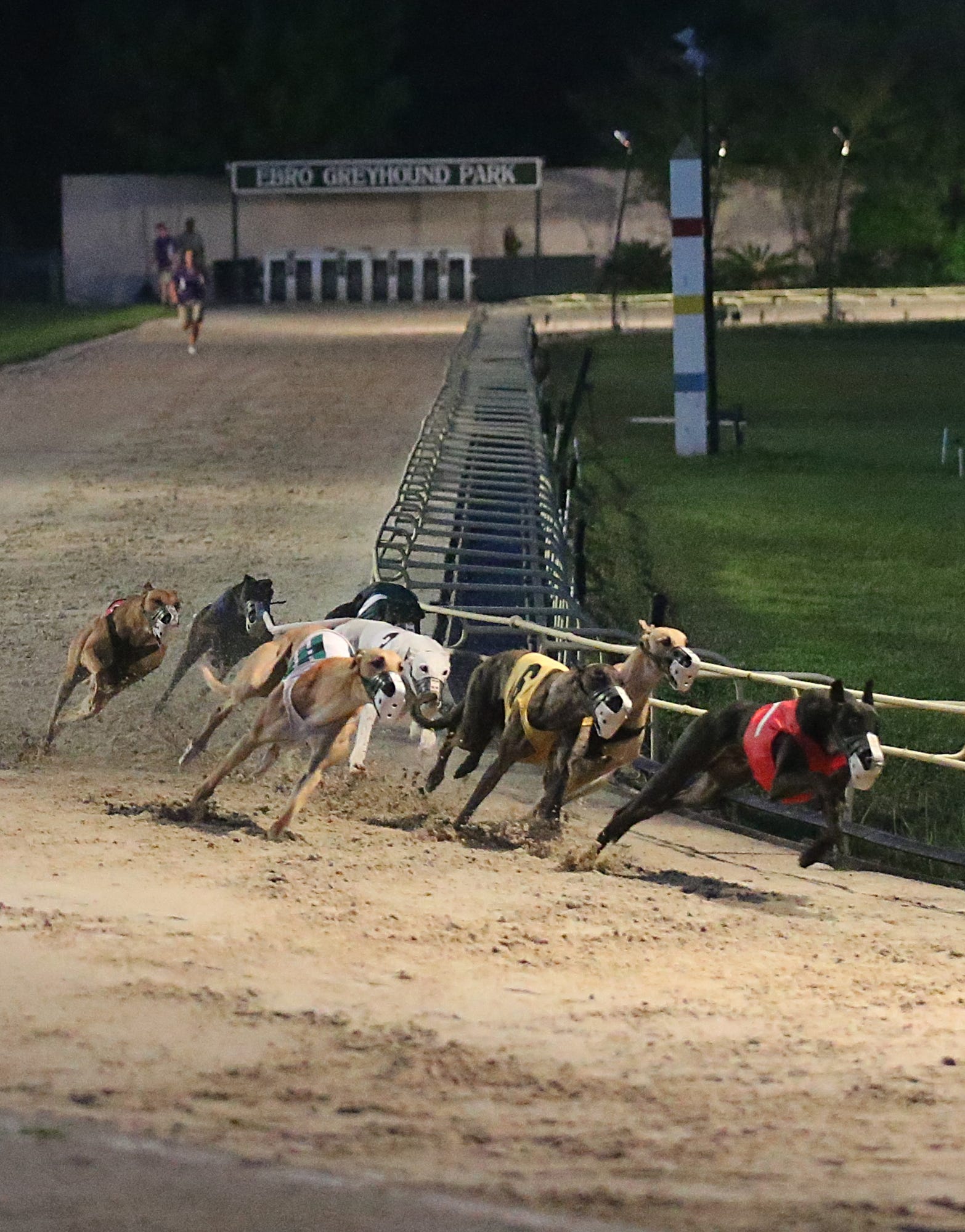 how many greyhounds die in florida