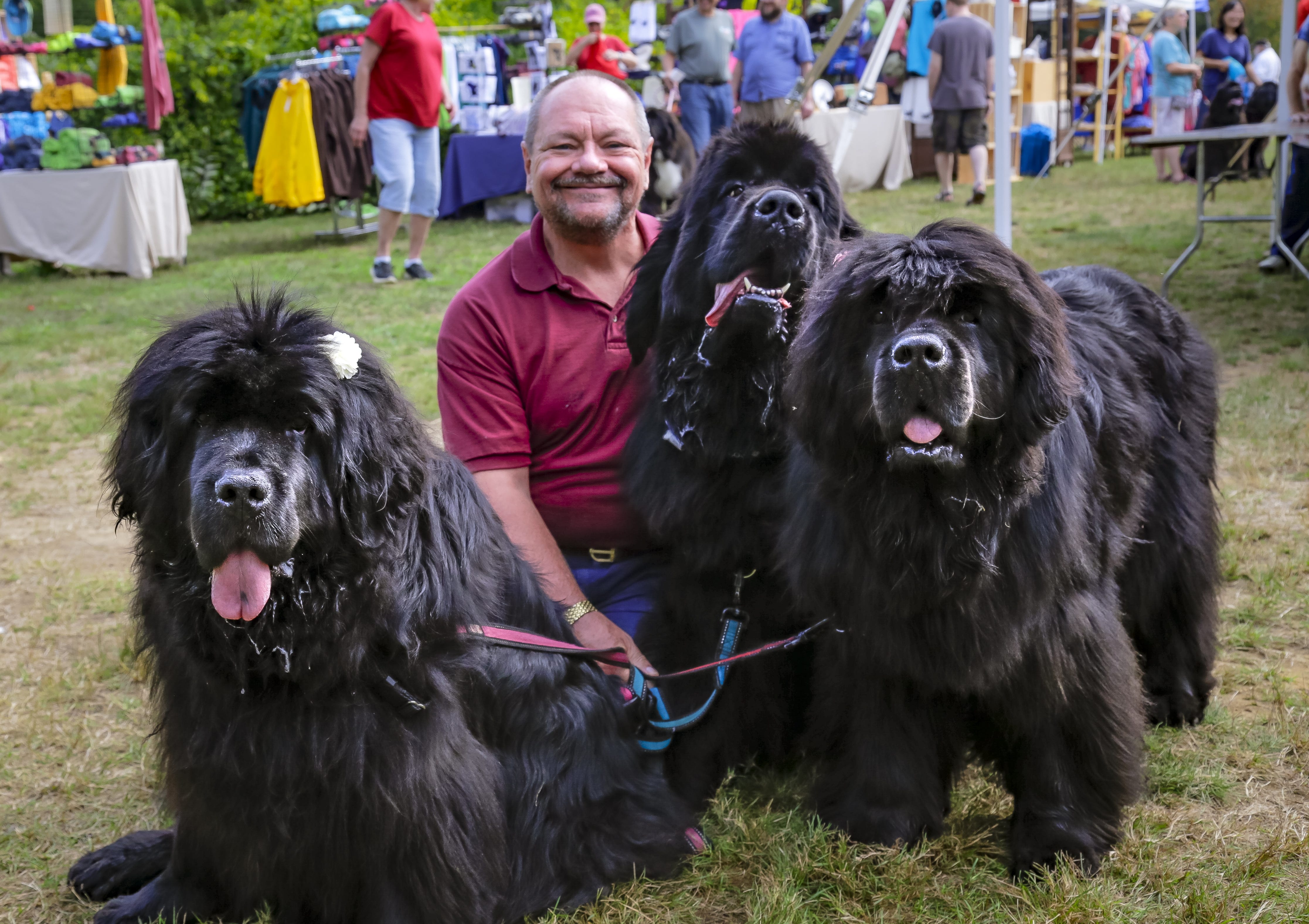 how long until a newfoundland is full grown