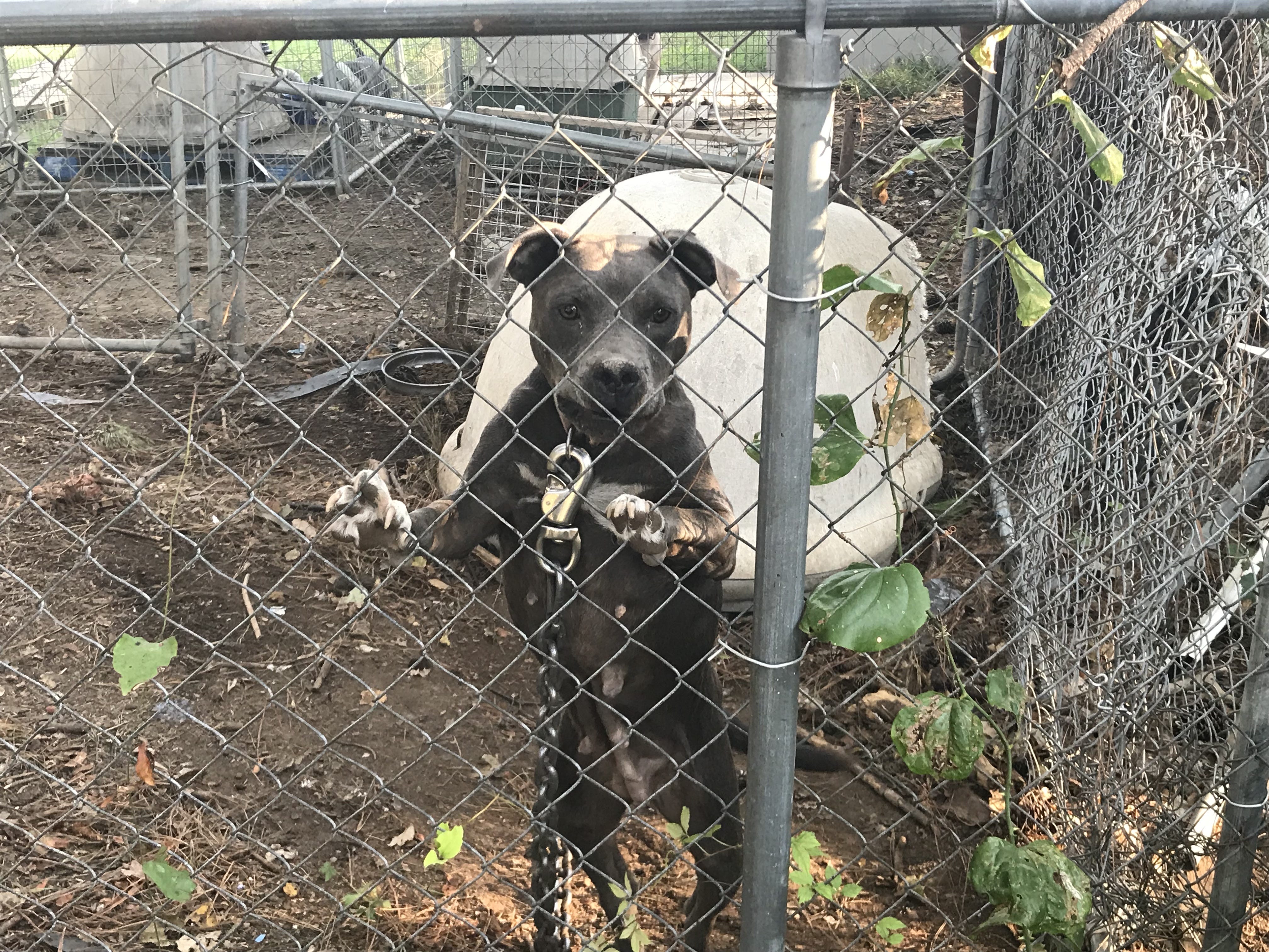 dog chain set up