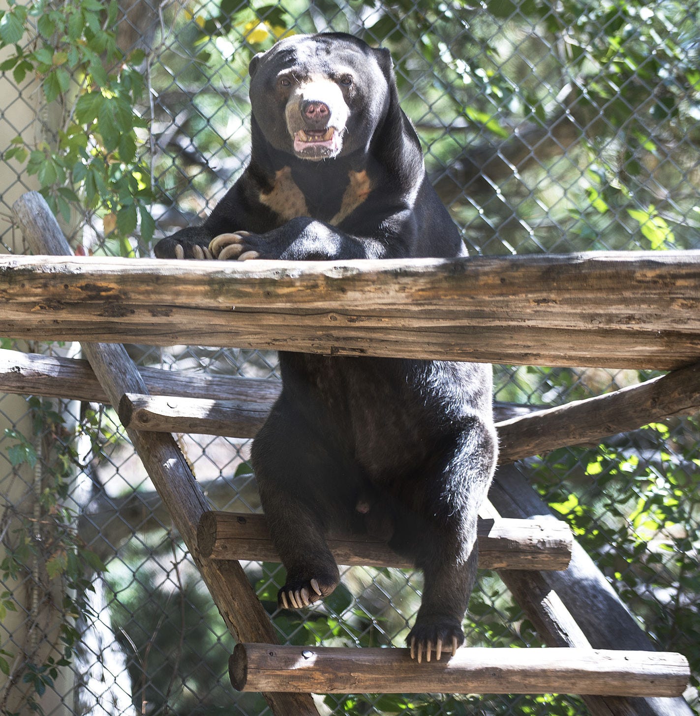 malayan sun bear