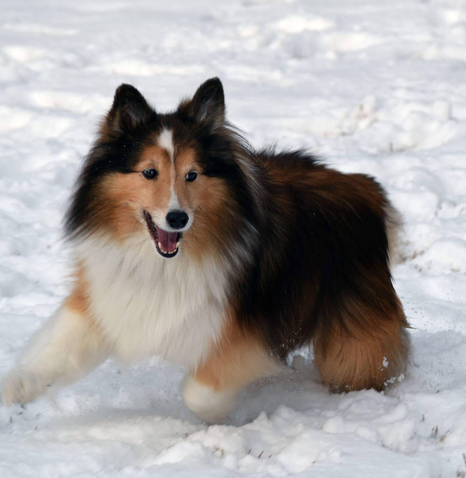 are carrots good for a rough collie