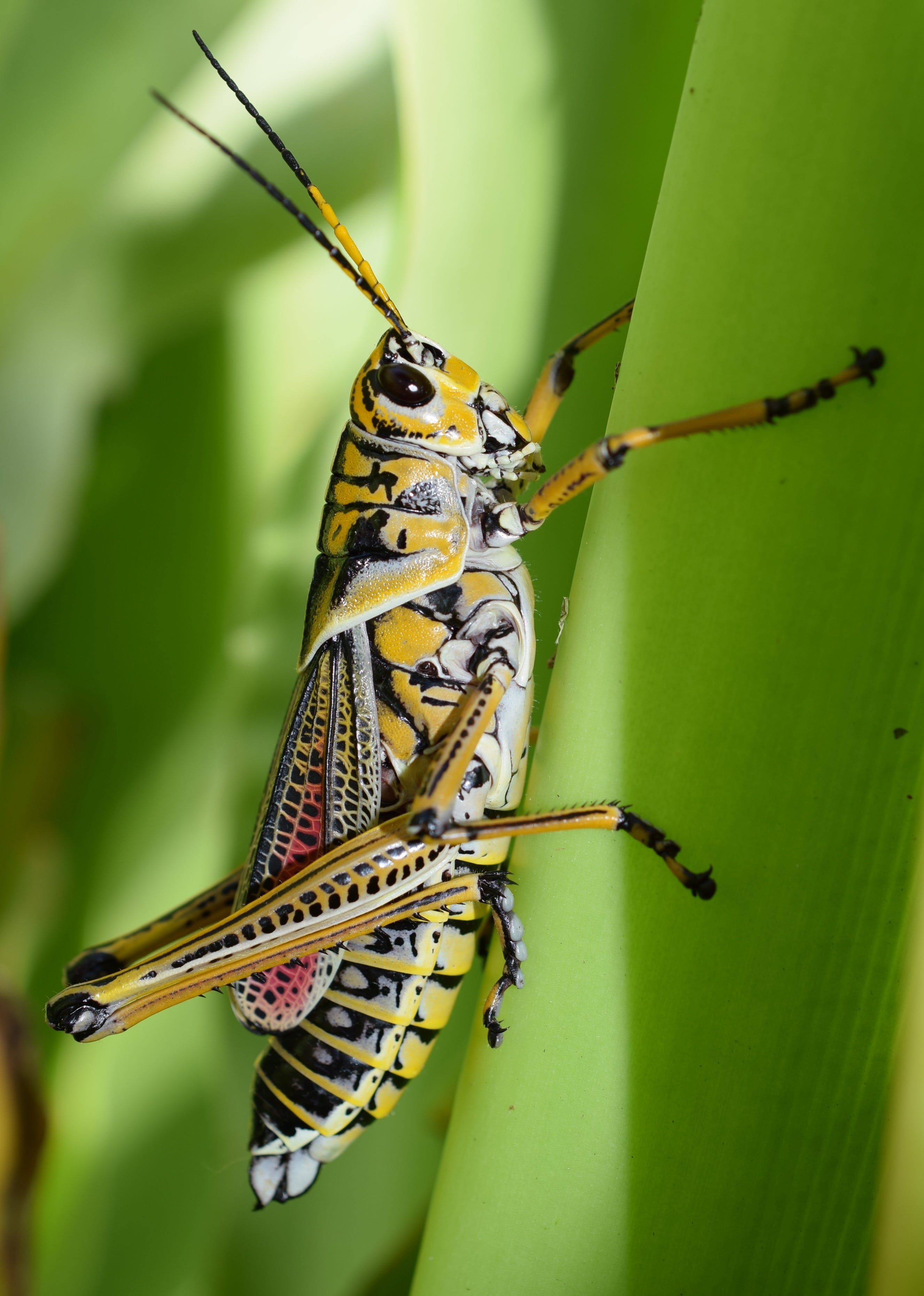 giant black grasshopper
