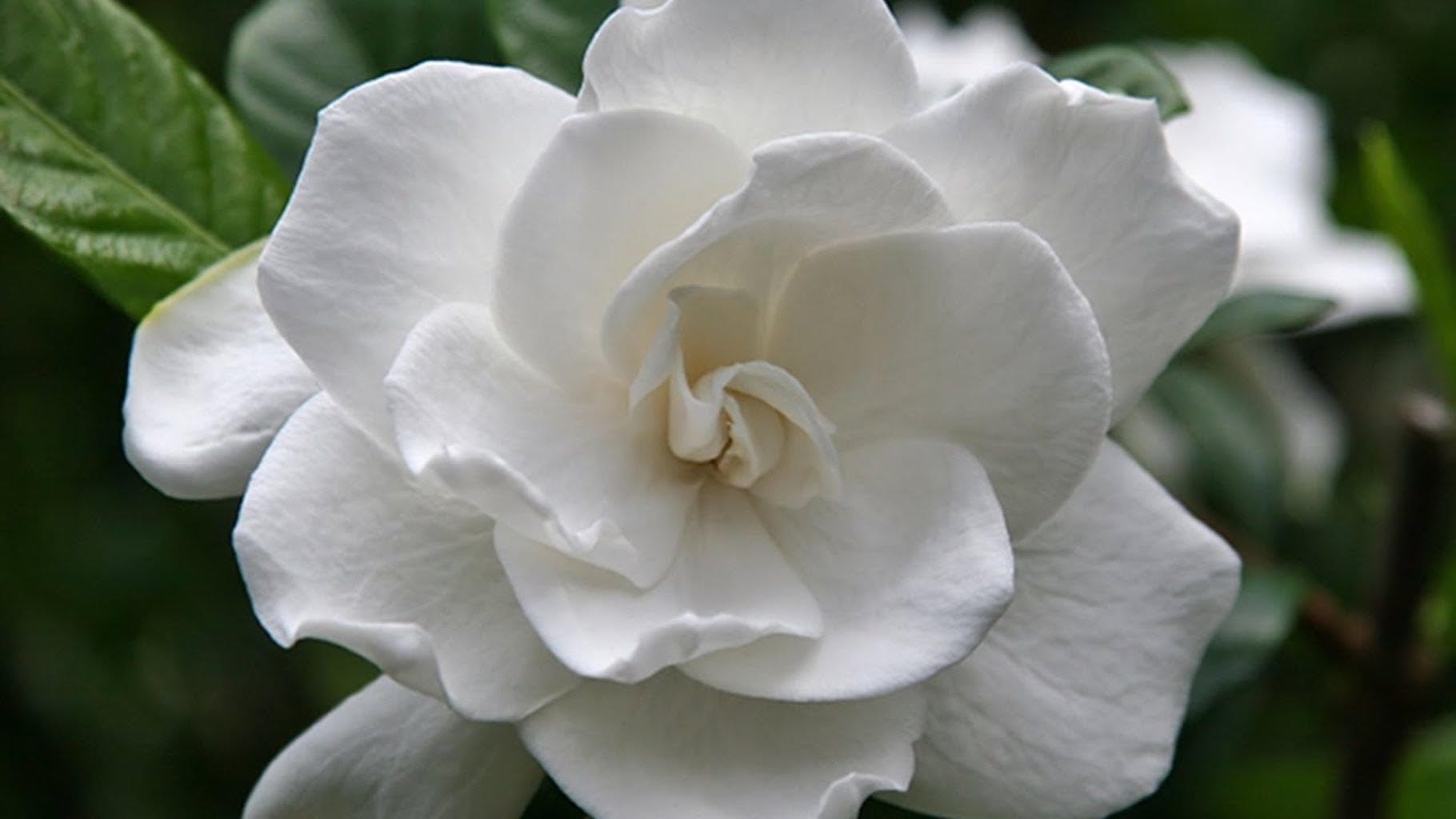 Get your gardenia back in shape