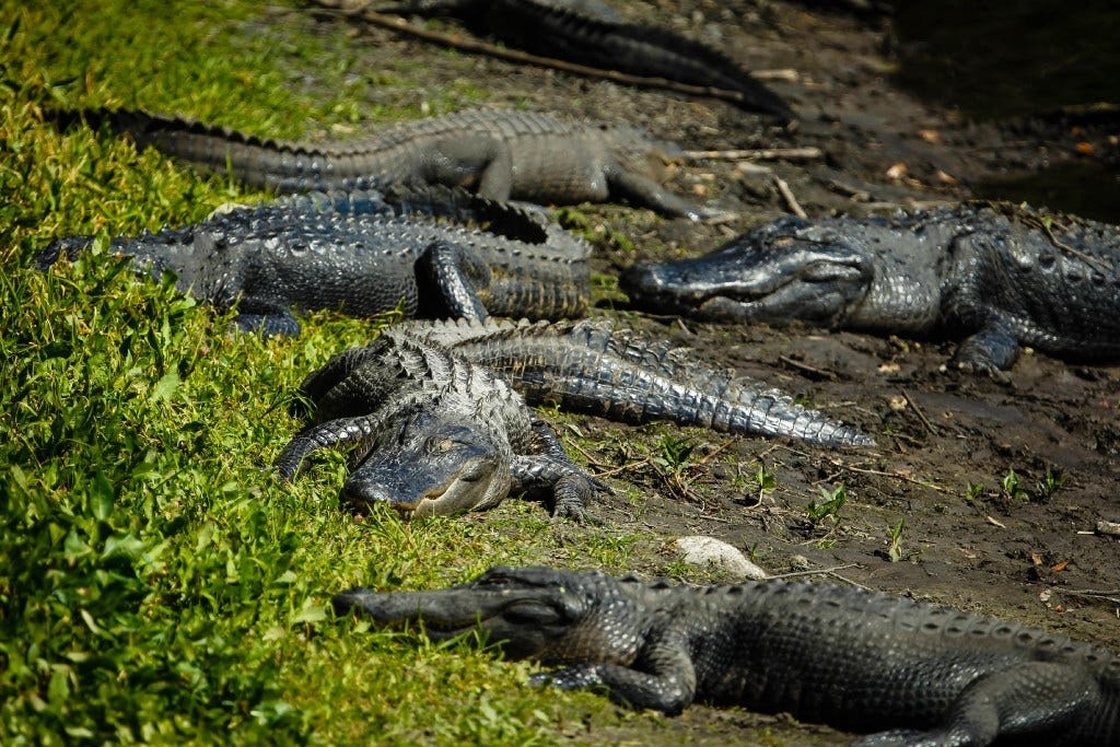 Caiman Crocodile Attack