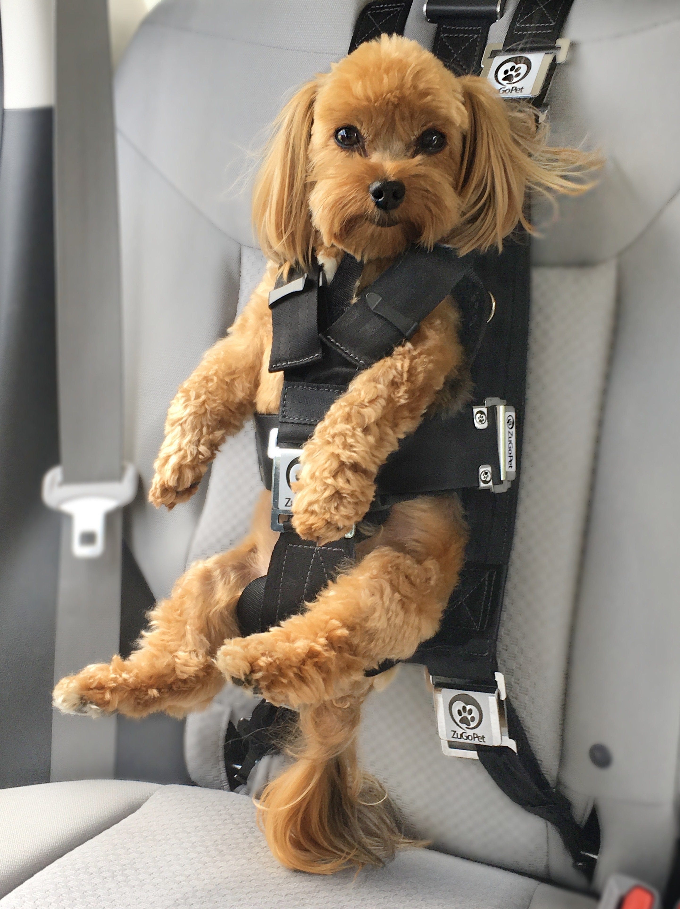 seat belt for dogs shark tank