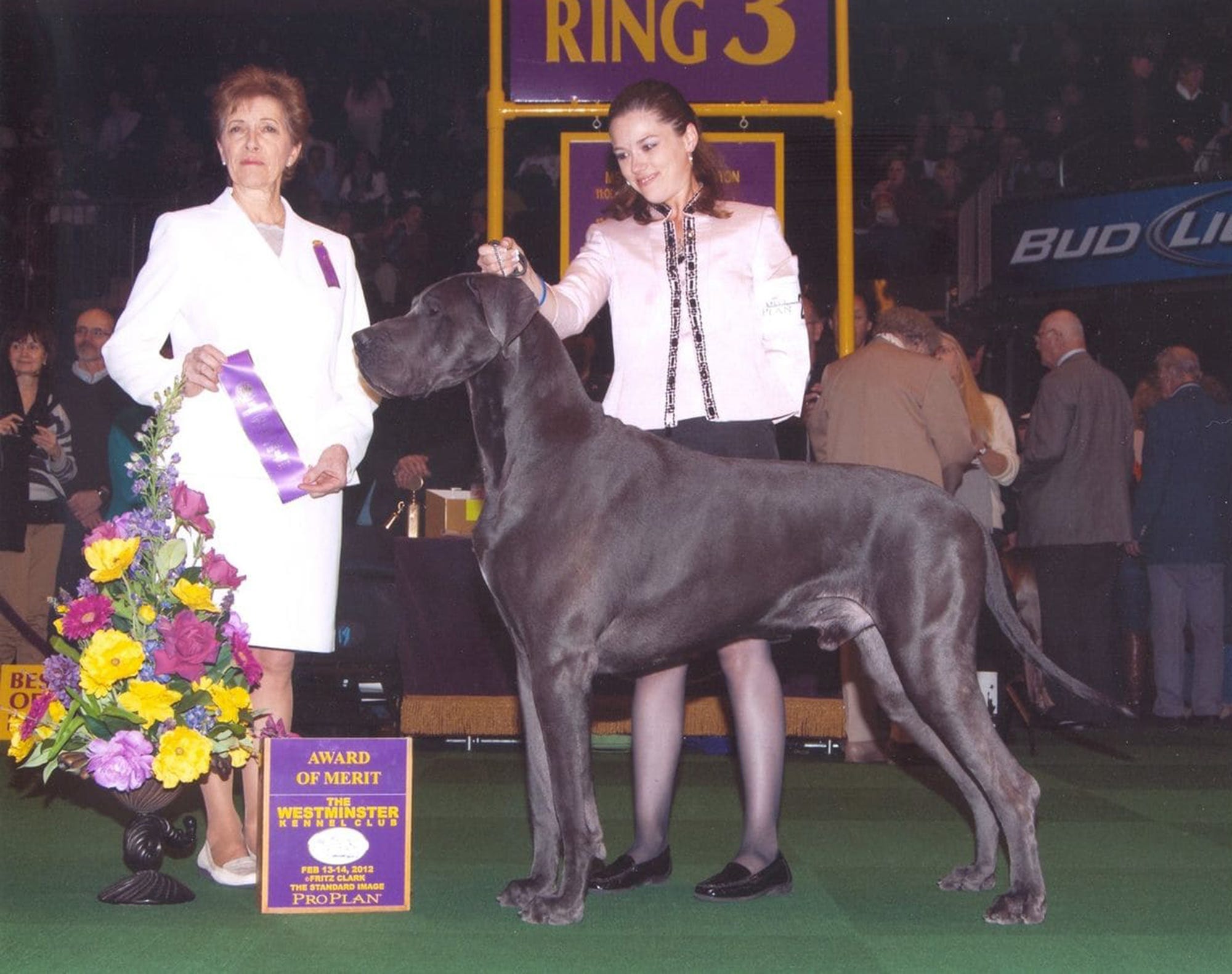 great dane puppy cropped ears