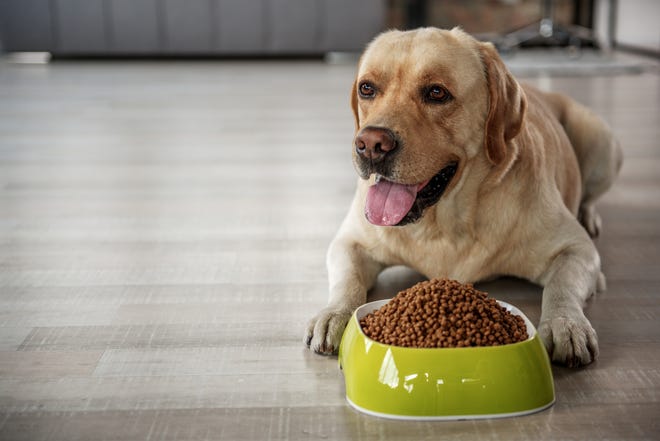 can dog food allergy cause coughing