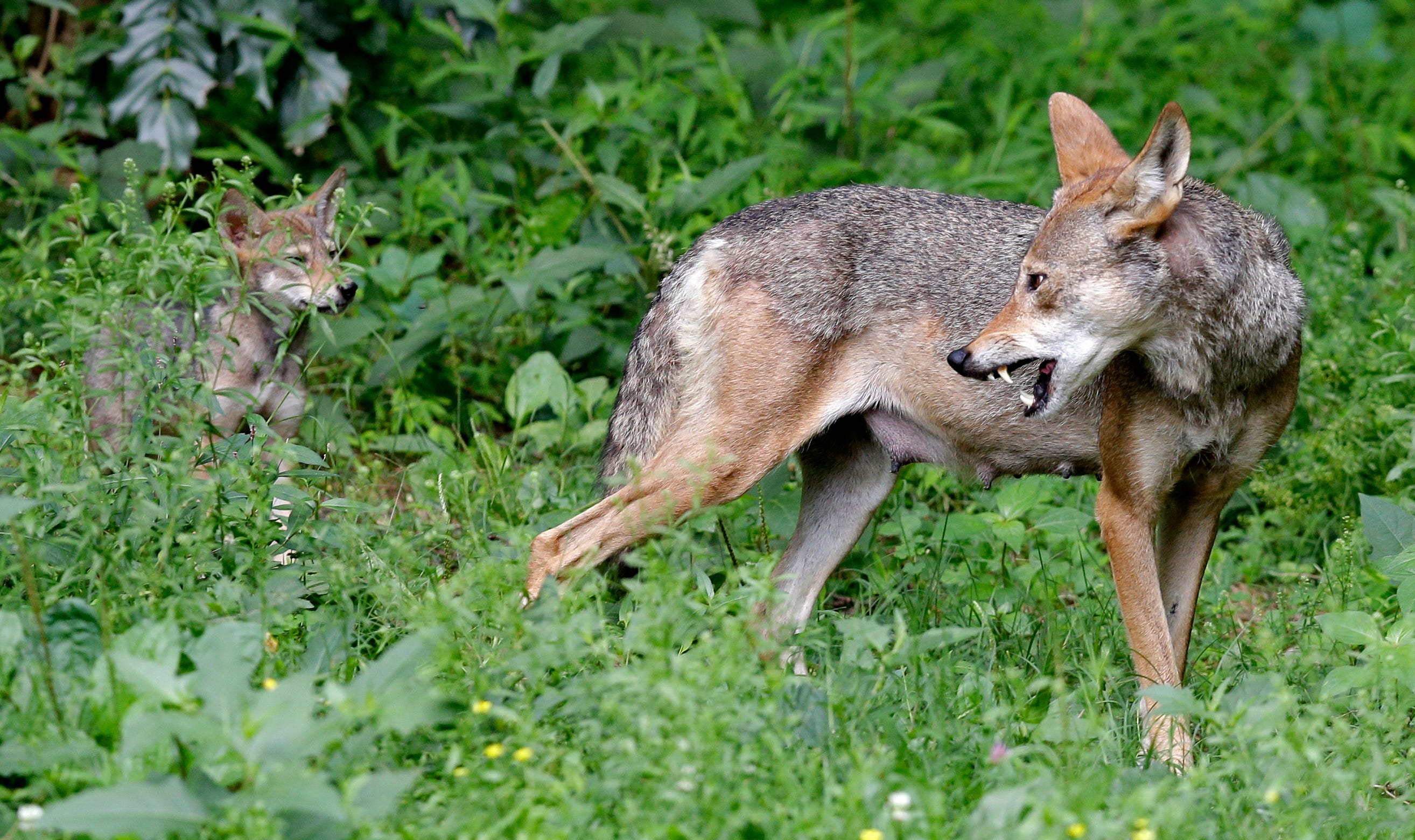 mexican grey wolf coyote hybrid