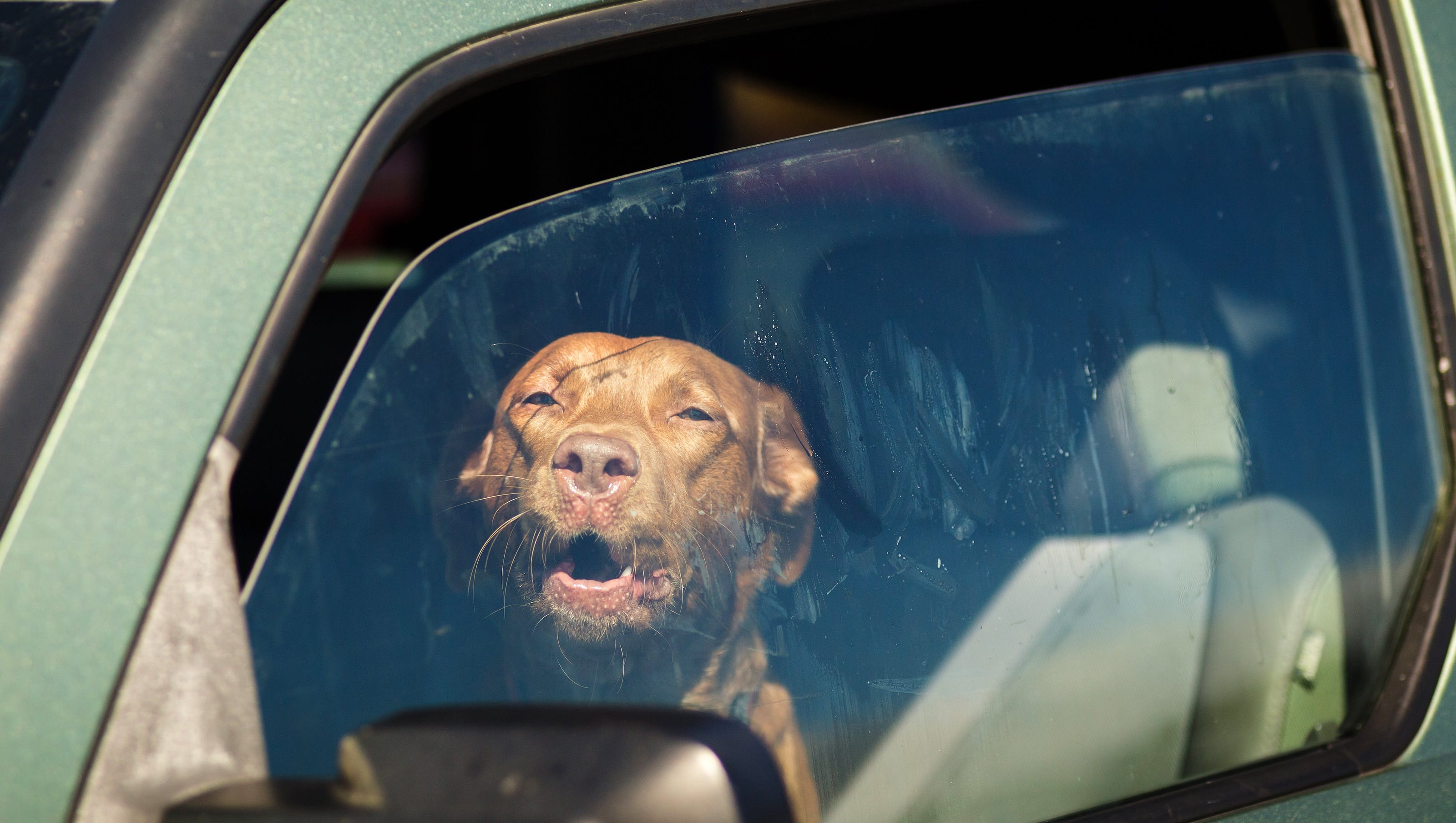 Животные в машине жара