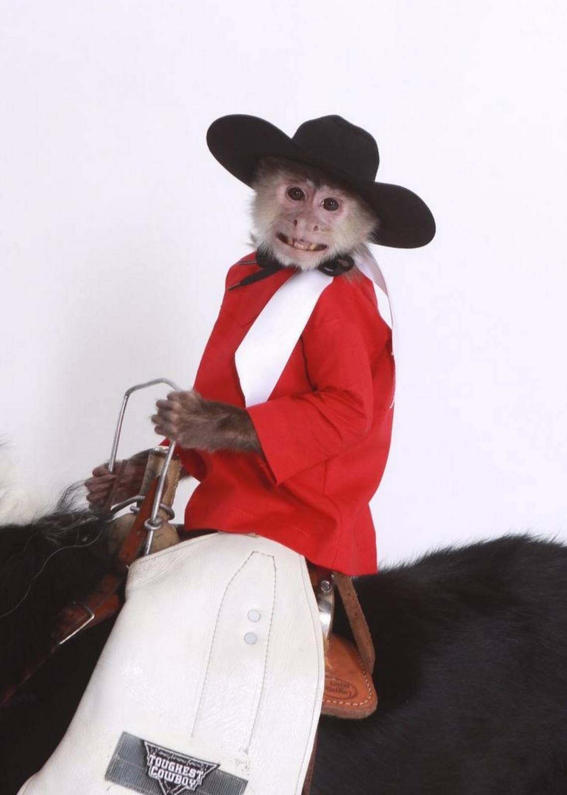 monkey cowboy hat