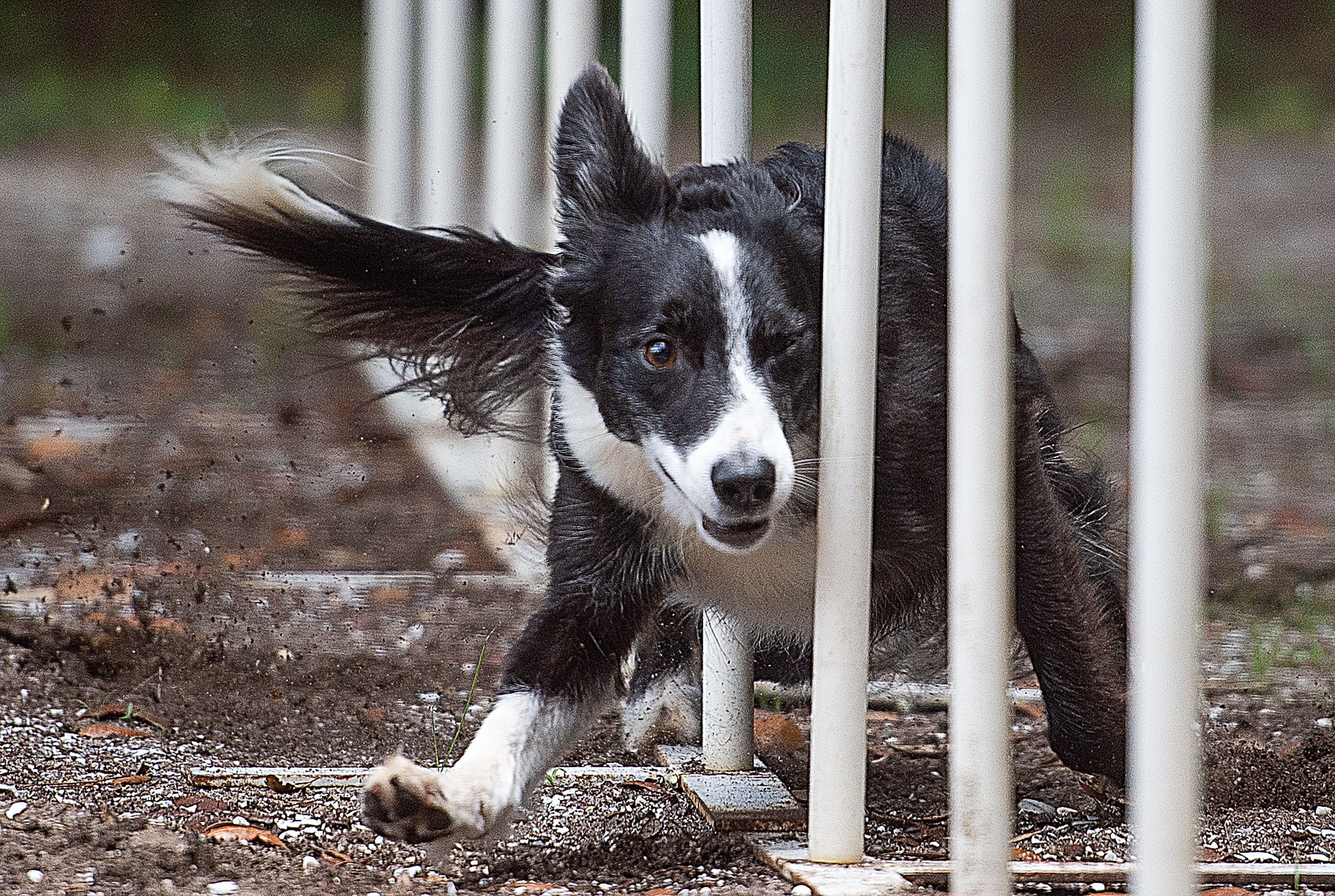 are border collies fence jumpers