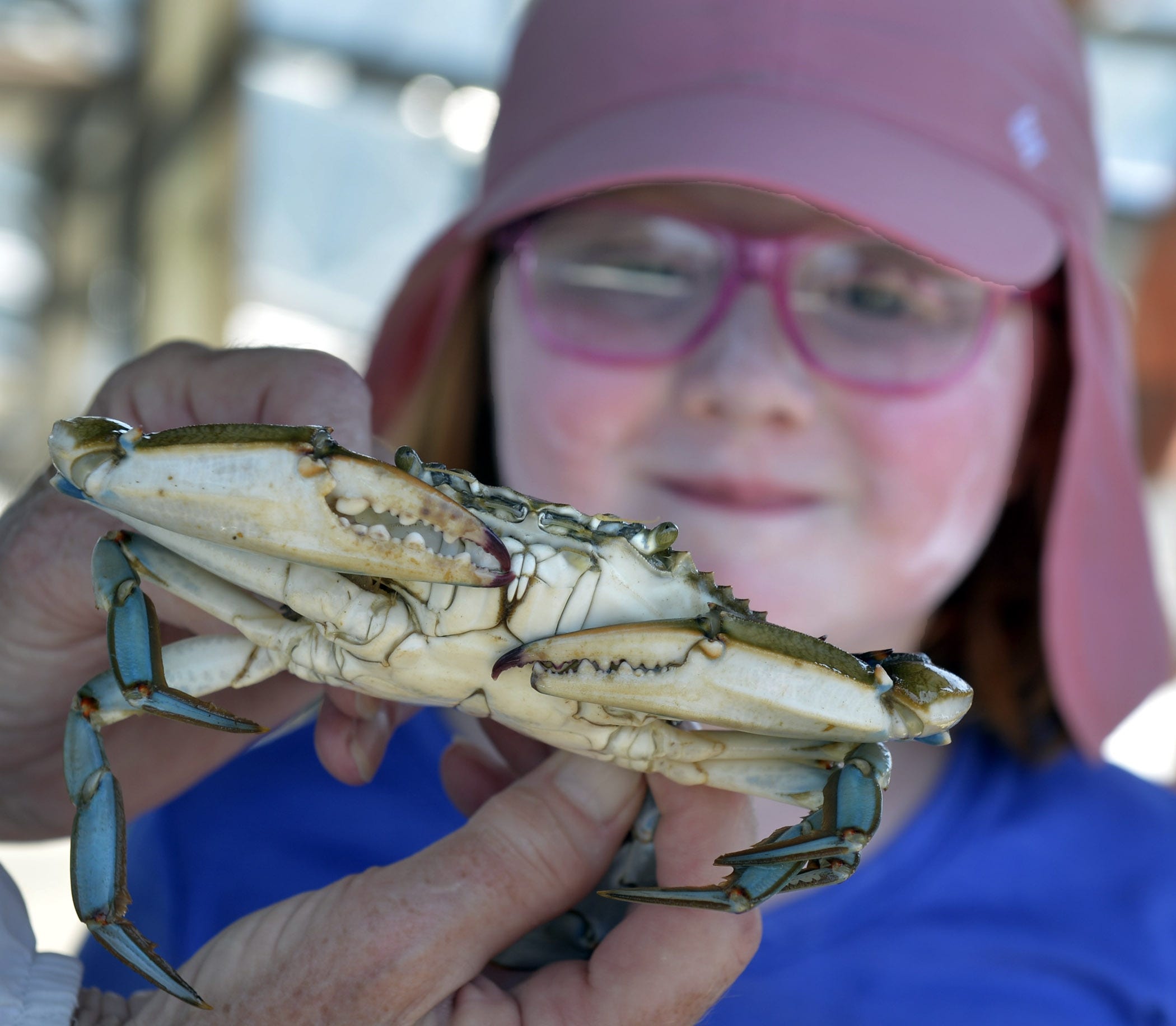 blue crab diagram