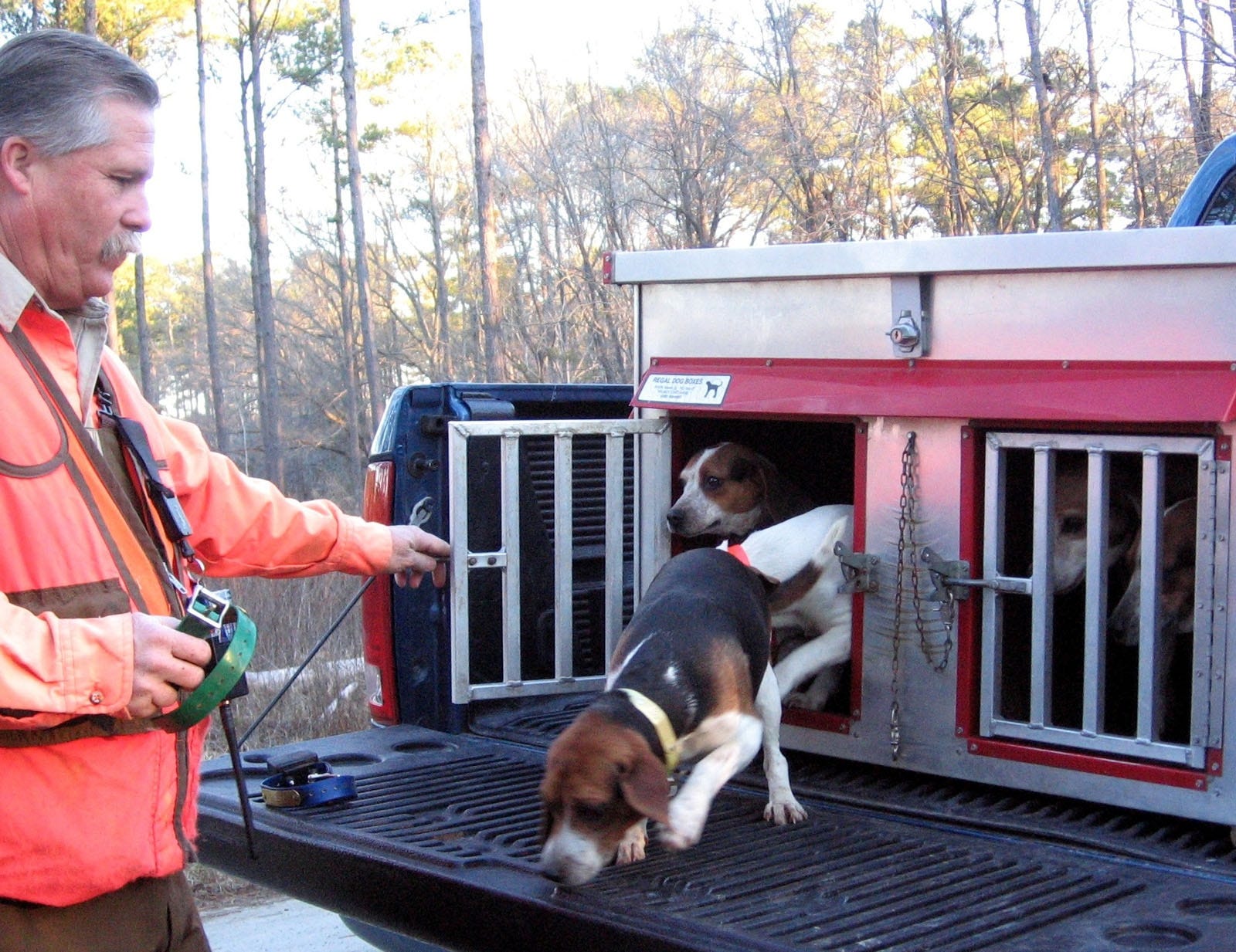 are beagles used for bird dogs